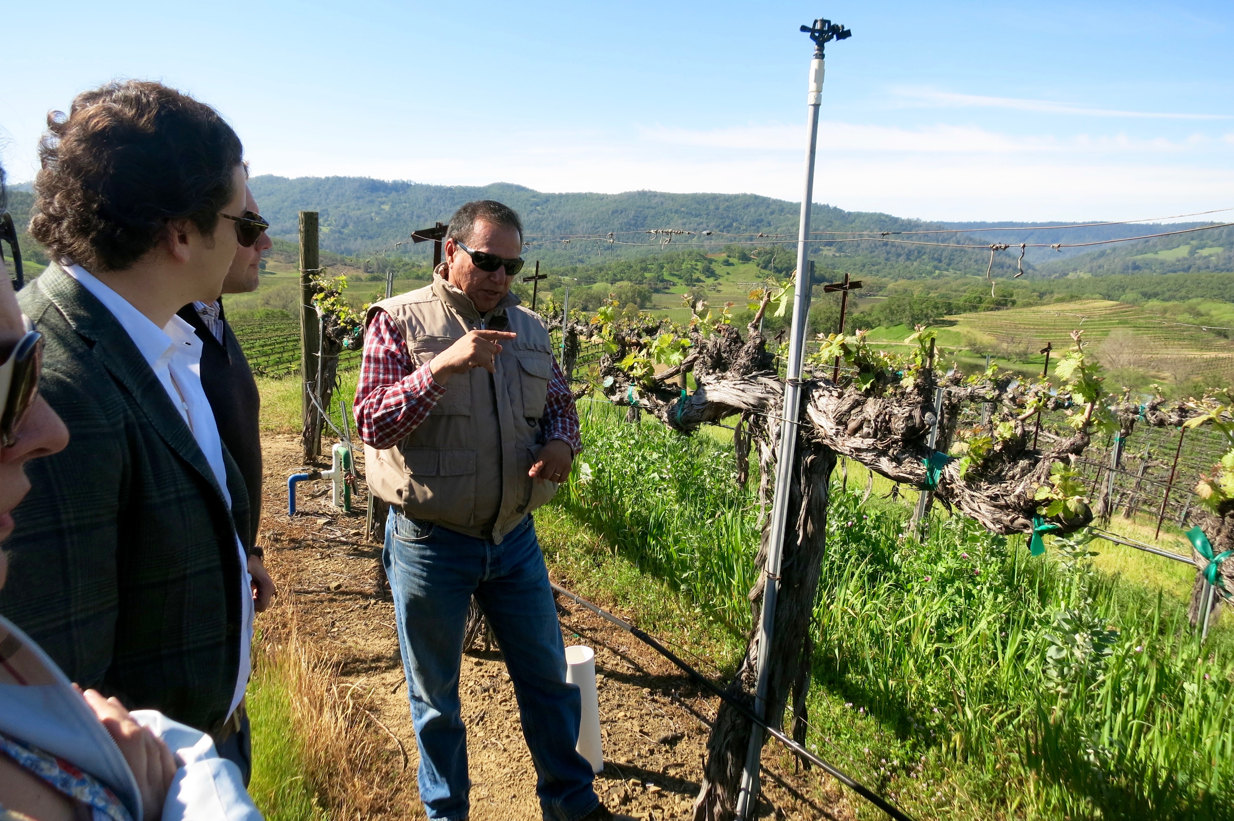 Vineyard Manager teaching us about the vines